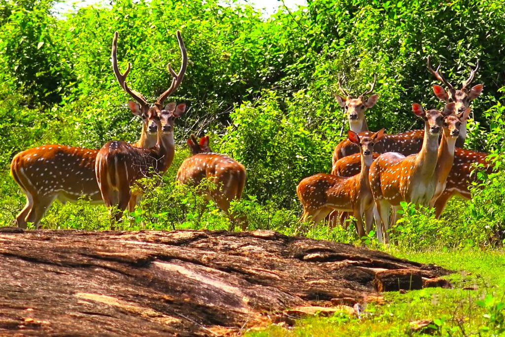 udawalawa srilanka